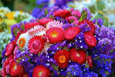 Flores y bouquets disponibles en Bloom Nation